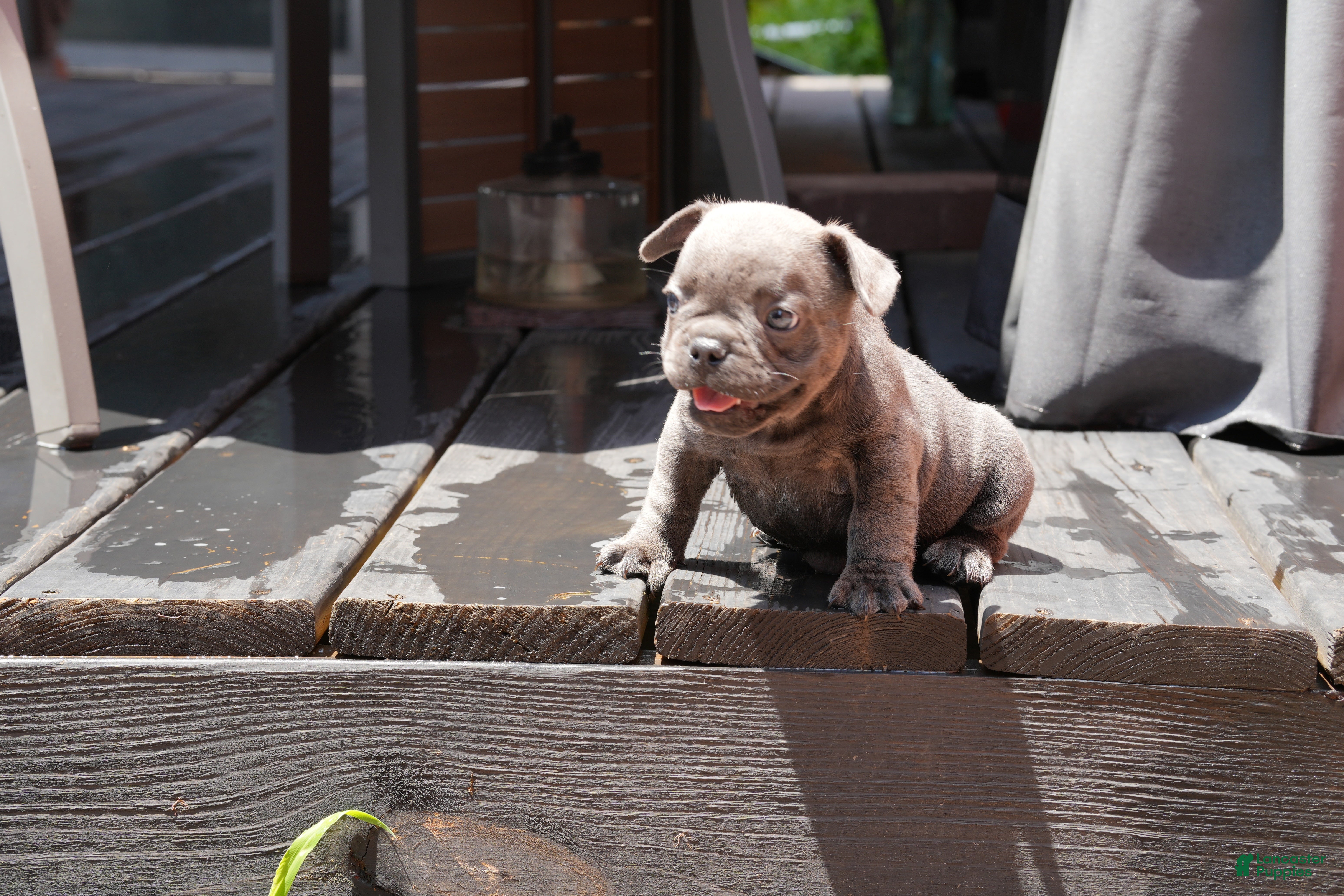 French Bulldog dogs Bentley - Ad 1