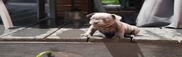 French Bulldog dogs for sale: Bentley Blue - Ad 7
