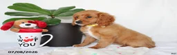 Cavapoo dogs for sale: Sadie - Ad 5