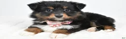 Miniature Australian Shepherd dogs for sale: Lilac - Ad 2