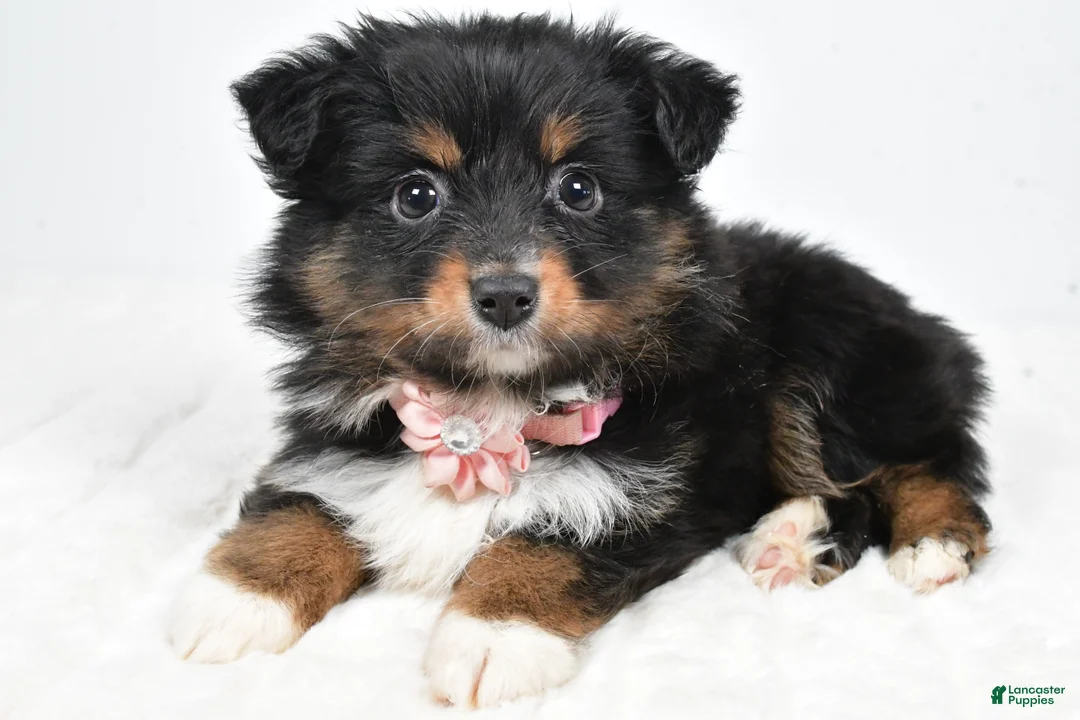 Miniature Australian Shepherd dogs for sale: Lilac - Ad 2
