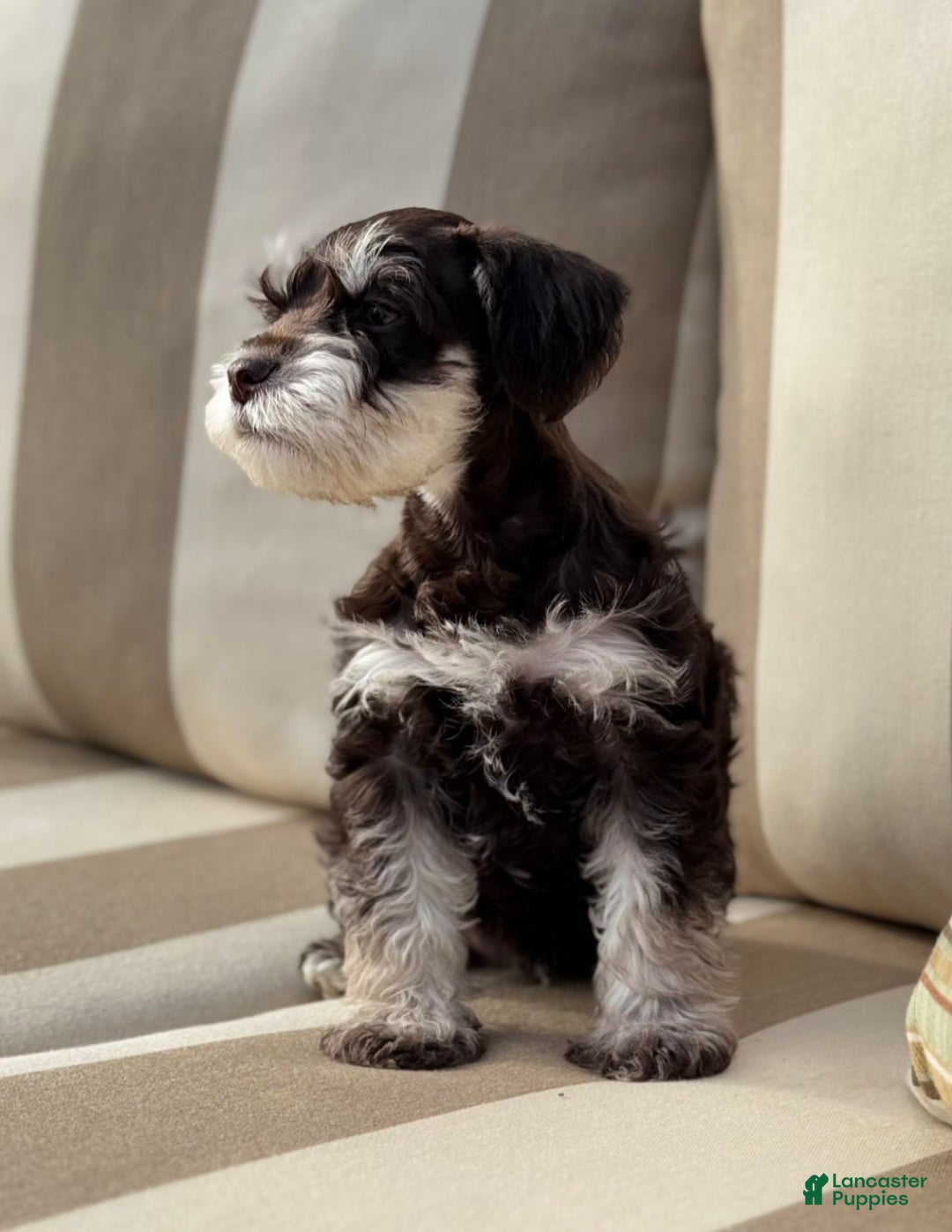 Miniature Schnauzer dogs for sale: Hershel - Ad 4