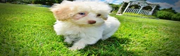 Havapoo dogs for sale: Gabby - Ad 20