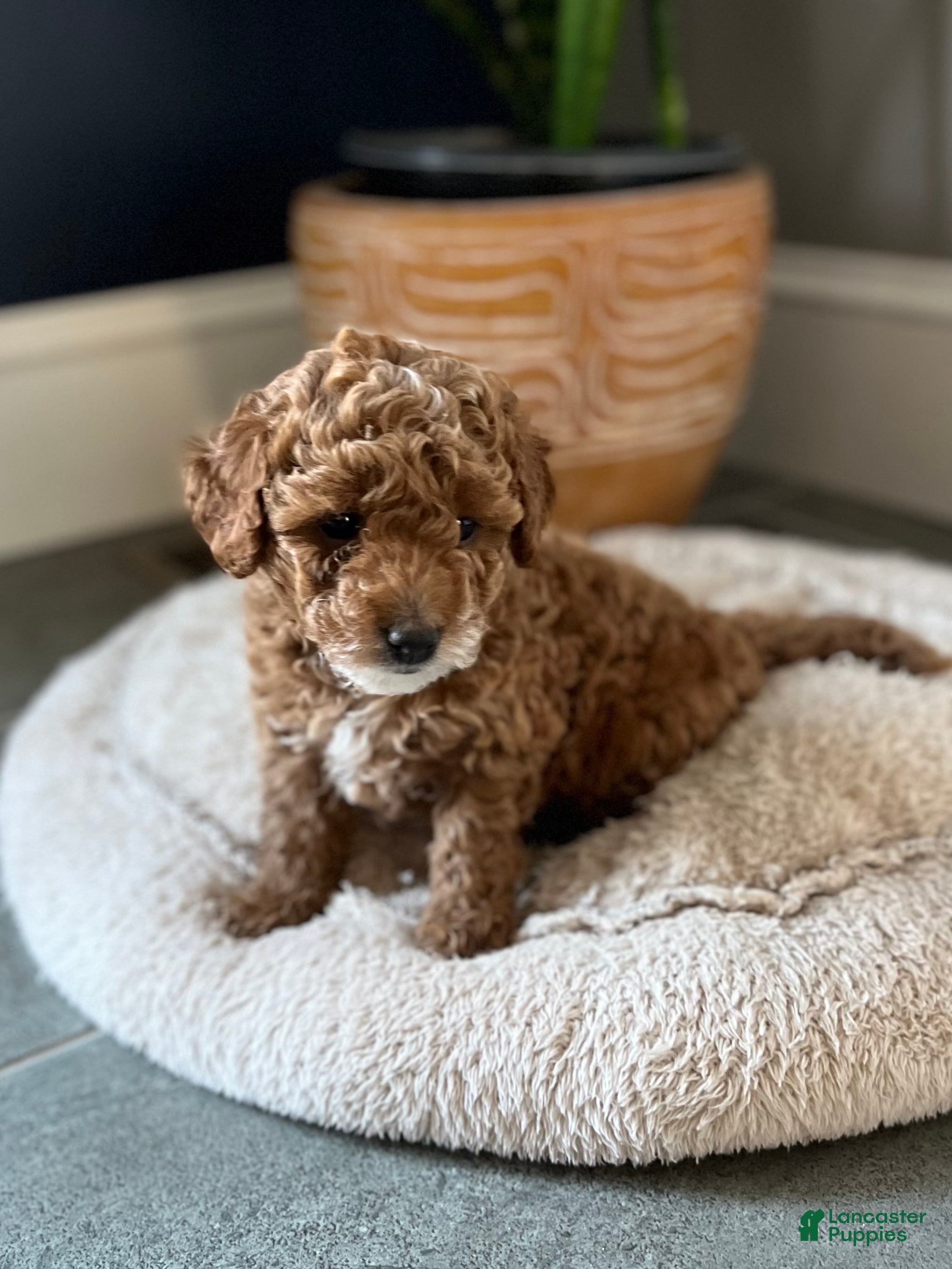 Cavapoo dogs for sale: Nola  - Ad 1