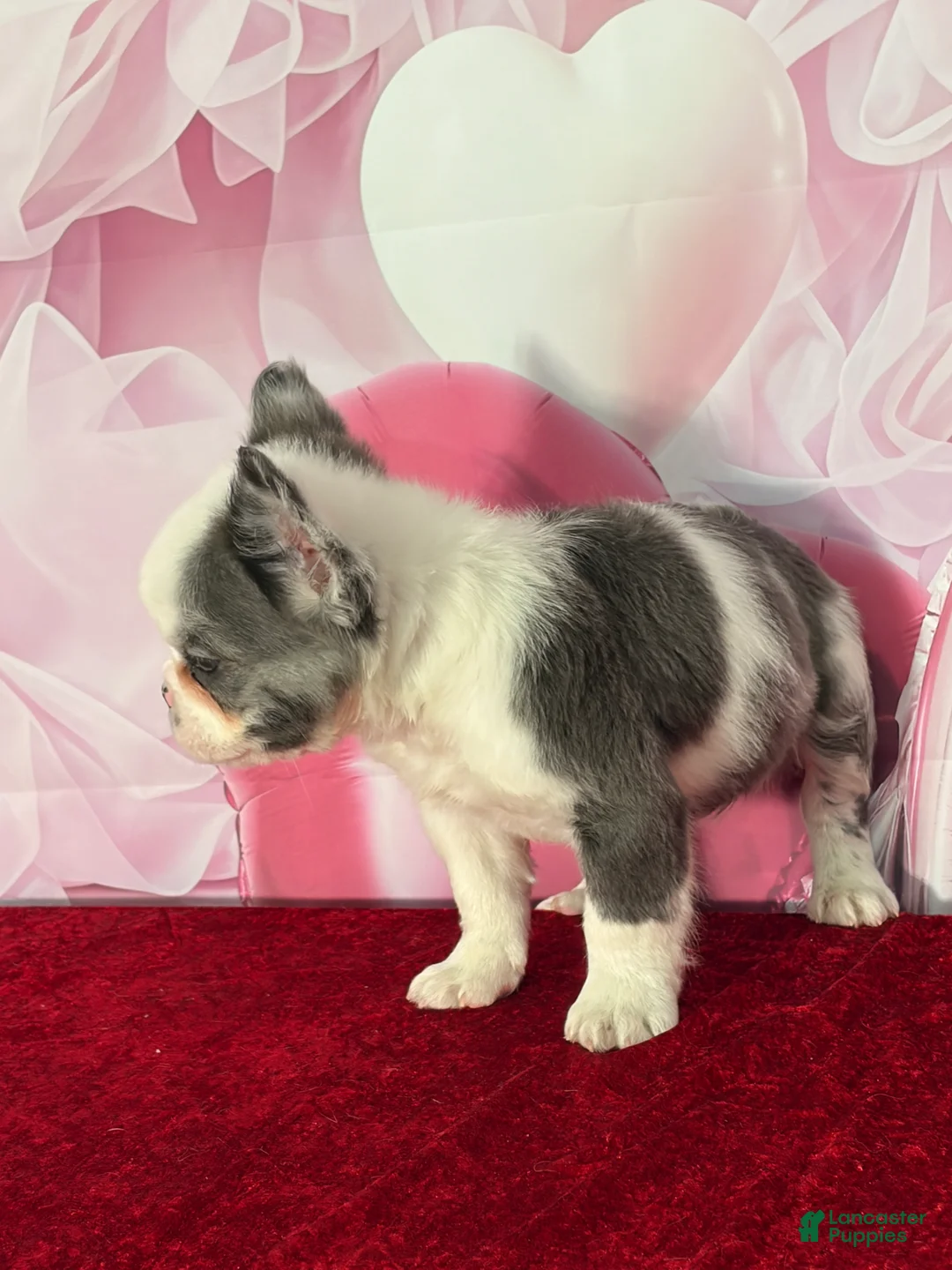 French Bulldog dogs for sale: Dash  - Ad 2