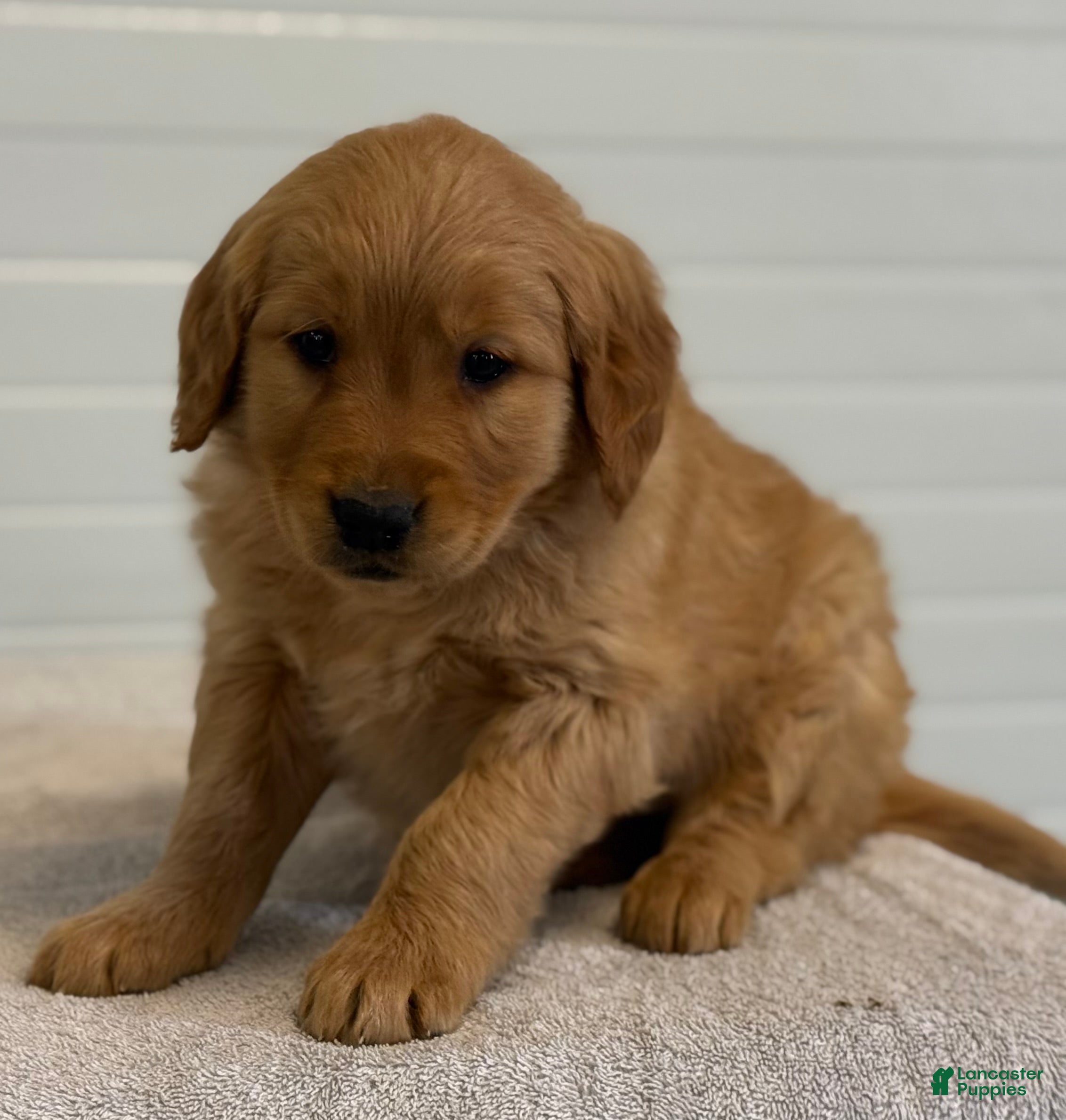 Golden Retriever dogs Keturah - Ad 2