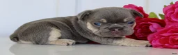 French Bulldog dogs for sale: Darren - Ad 4