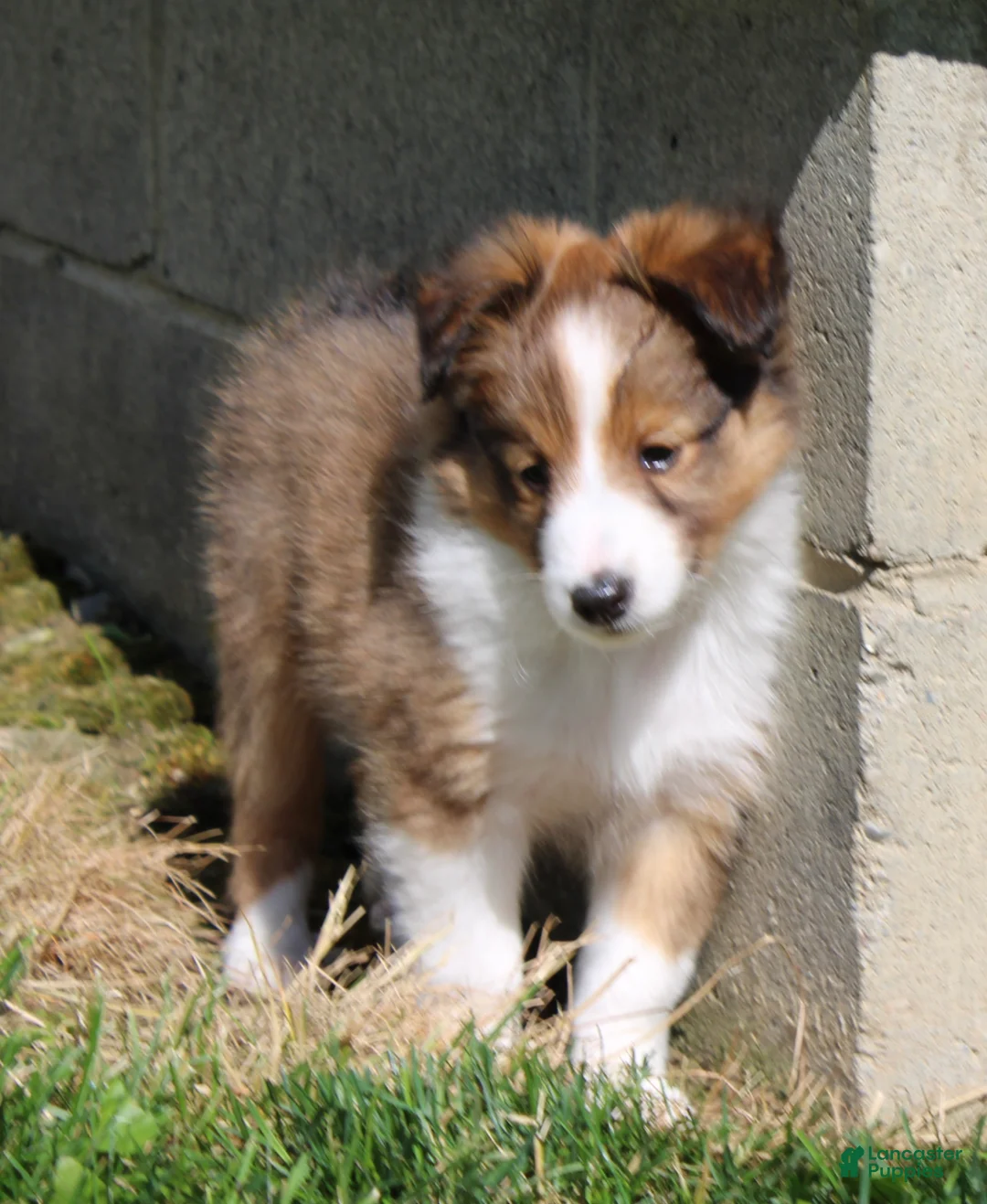 Shetland Sheepdog dogs for sale: Sydney - Ad 9