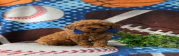 Miniature Poodle dogs for sale: Rex AKC Registered - Ad 3