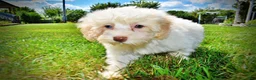 Havapoo dogs for sale: Gabby - Ad 16