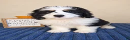 Bernedoodle dogs for sale: Oreo - Ad 5