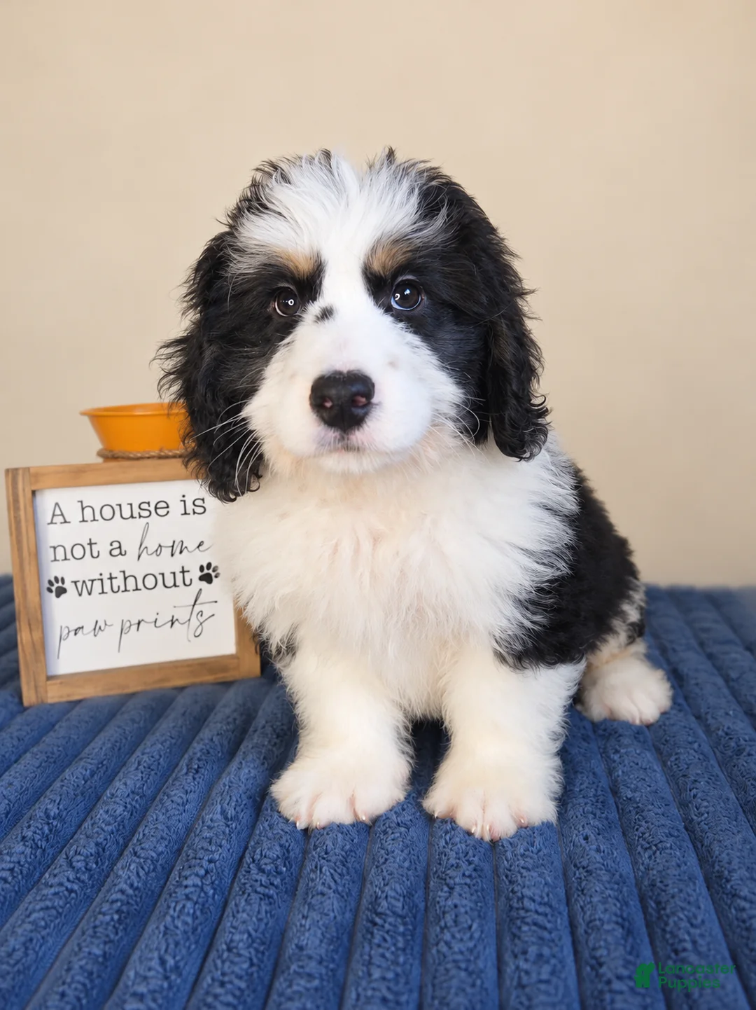 Bernedoodle dogs for sale: Oreo - Ad 5