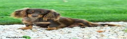 Miniature Dachshund dogs for sale: Tiana  - Ad 4