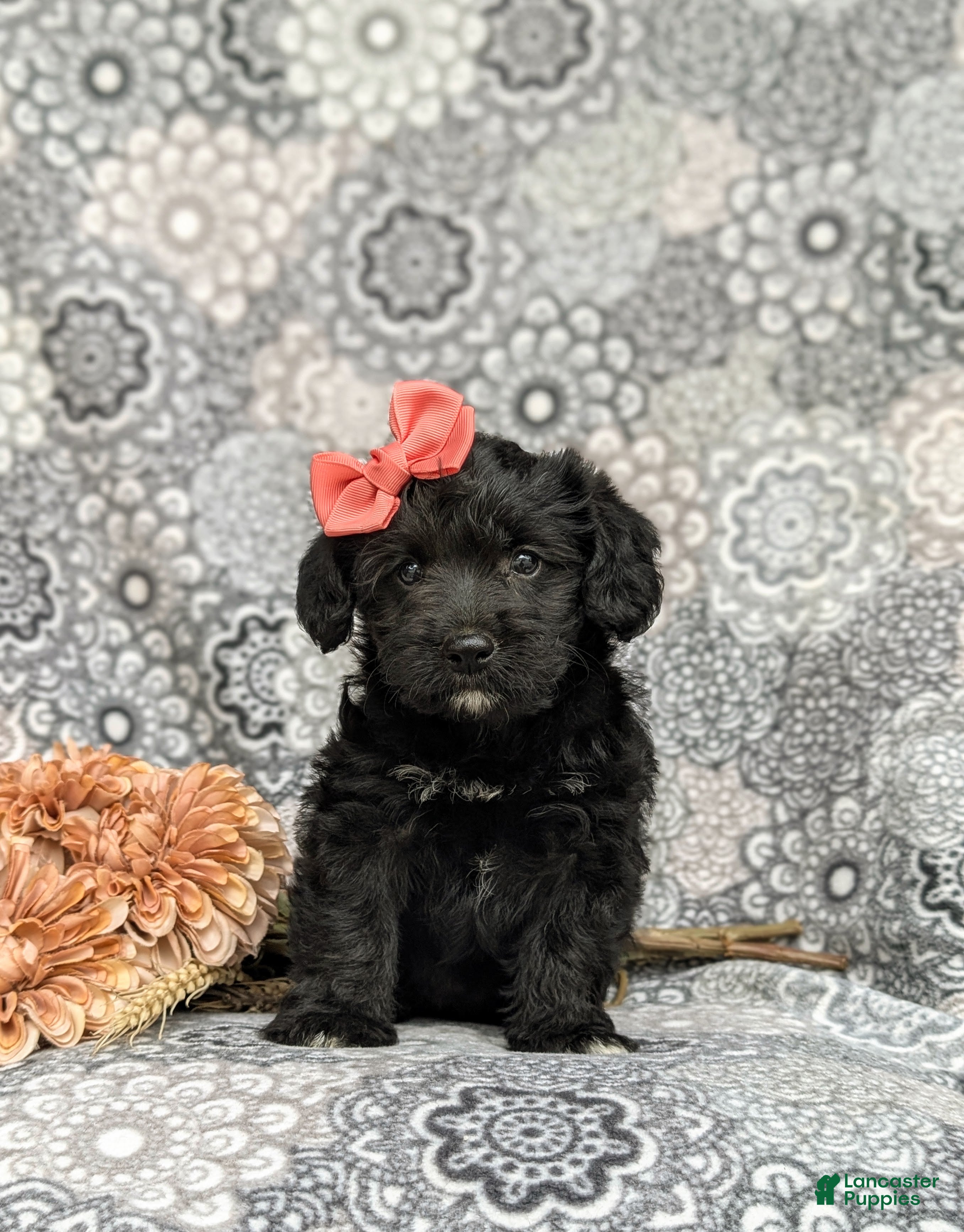 Corgipoo dogs Catalina - Ad 2