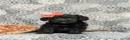 Corgipoo dogs for sale: Catalina - Ad 2