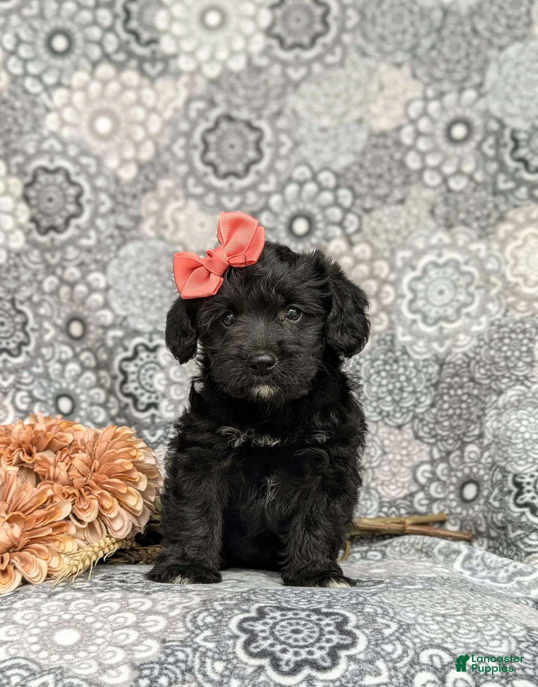 Corgipoo dogs for sale: Catalina - Ad 2