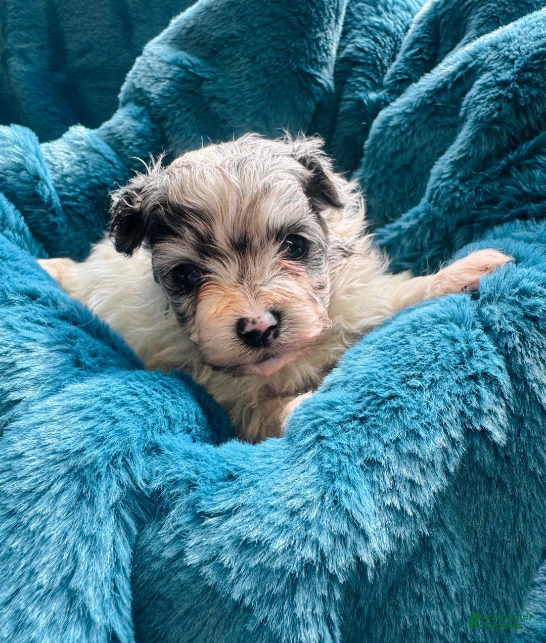 Pomapoo dogs for sale: Pomapoo Puppy 1 - Ad 1