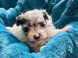 Pomapoo dogs Pomapoo Puppy 1 - Ad 32