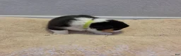 Mixed Breed dogs for sale: Light Green - Ad 2