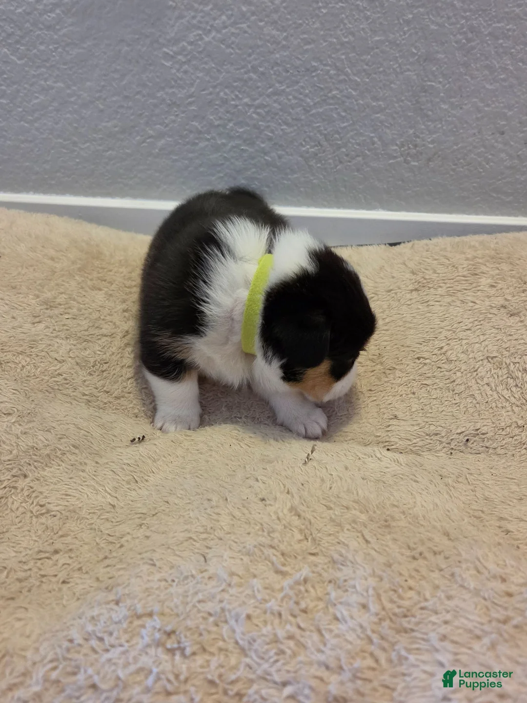 Mixed Breed dogs for sale: Light Green - Ad 2