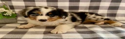 Australian Shepherd dogs for sale: Suzy - Ad 3