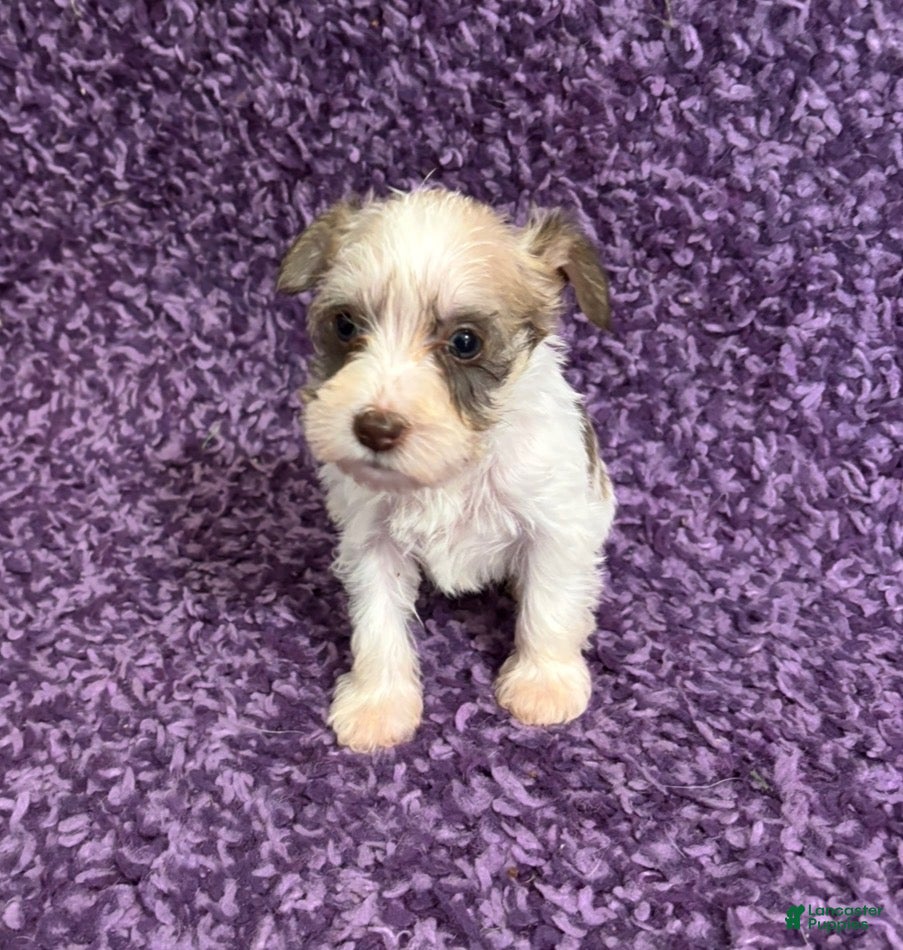 Miniature Schnauzer dogs for sale: Tiny_Female - Ad 3