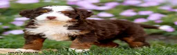Mini Bernedoodle dogs for sale: Gunner - Ad 7