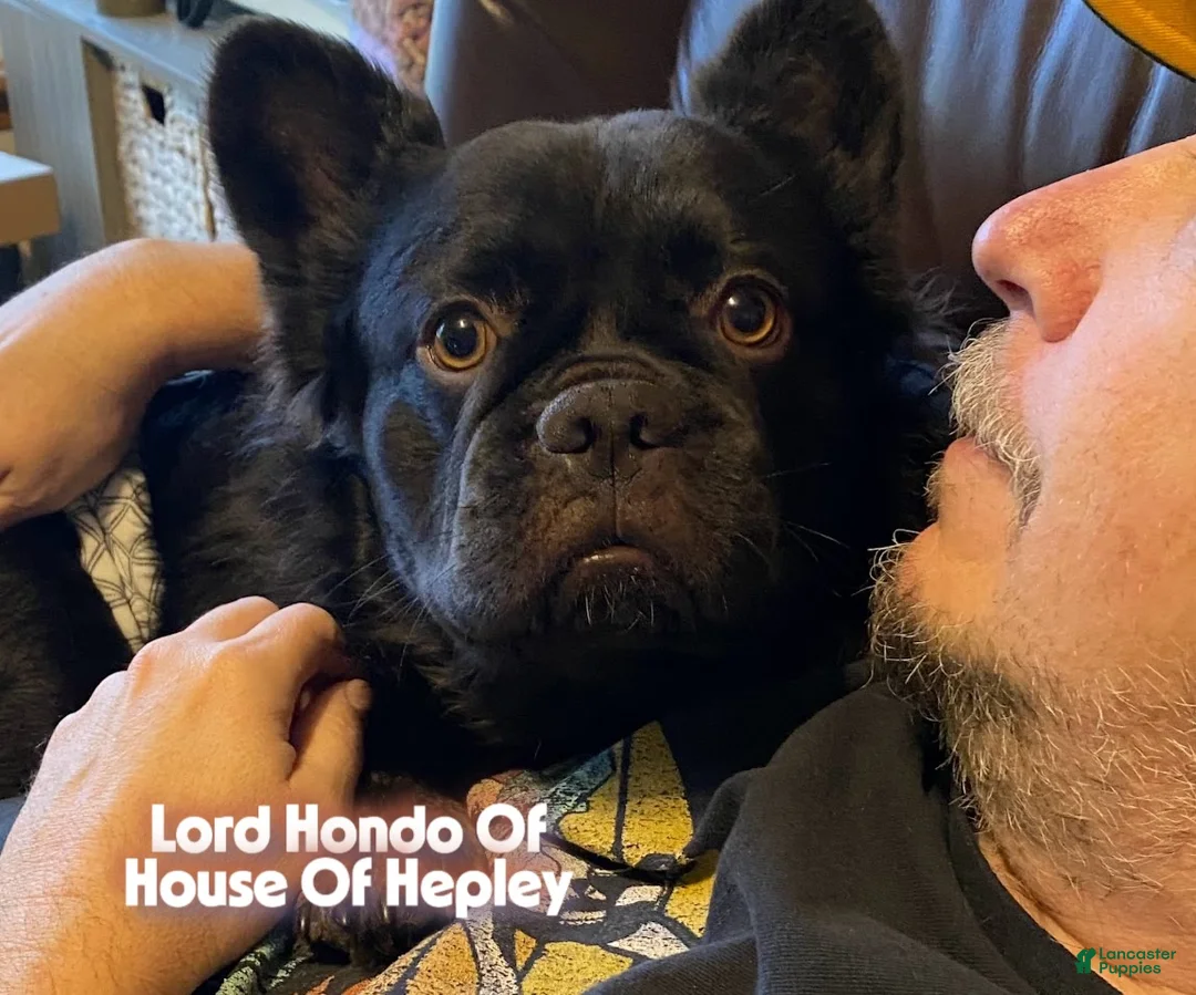 French Bulldog dogs for sale: Lord Connor of House of Hepley - Ad 4