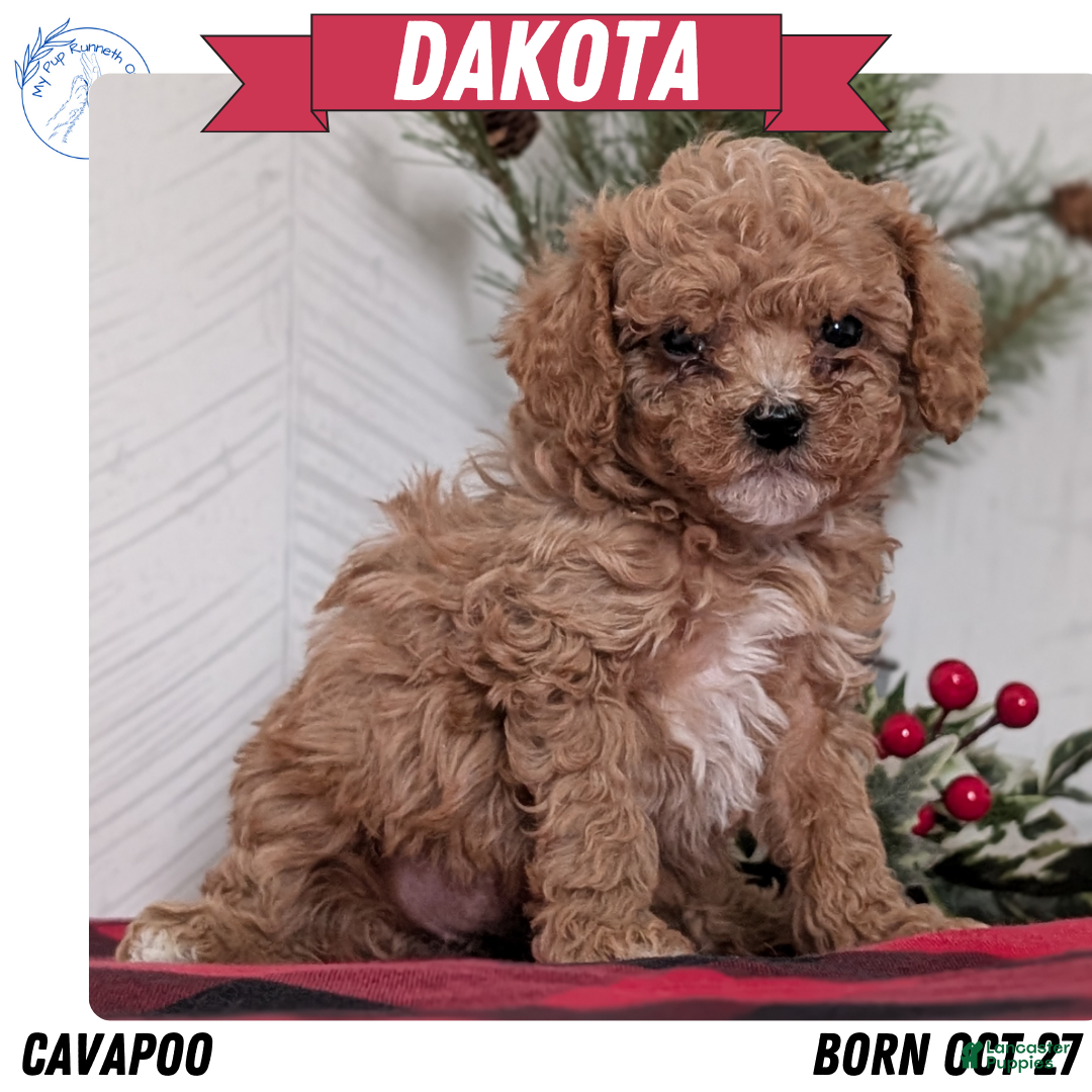 Cavapoo dogs for sale: Dakota  - Ad 1