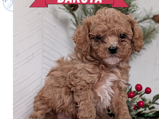 Cavapoo dogs Dakota - Ad 3