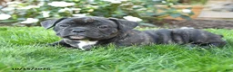 Mixed Breed dogs for sale: Ariel - Ad 2