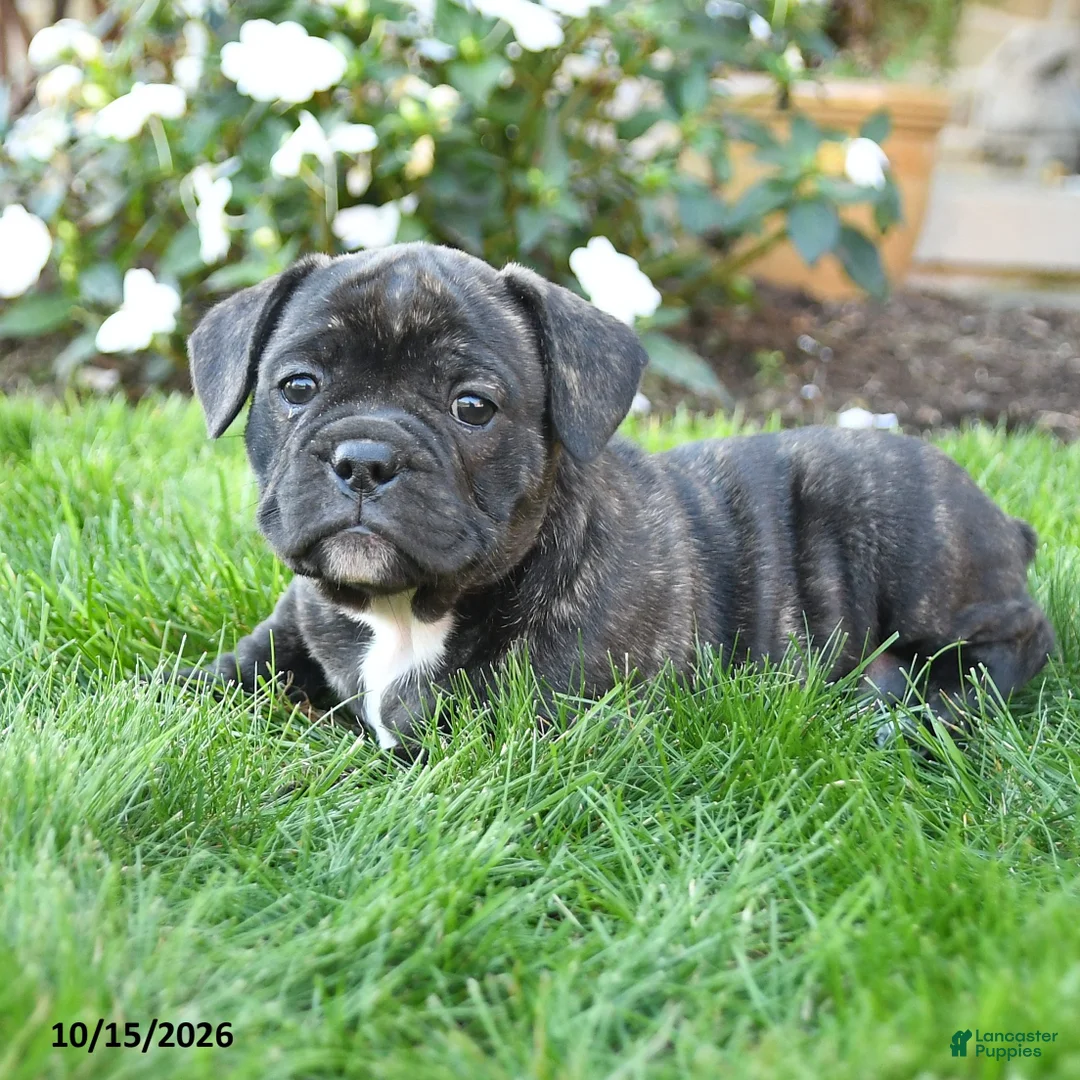Mixed Breed dogs for sale: Ariel - Ad 2