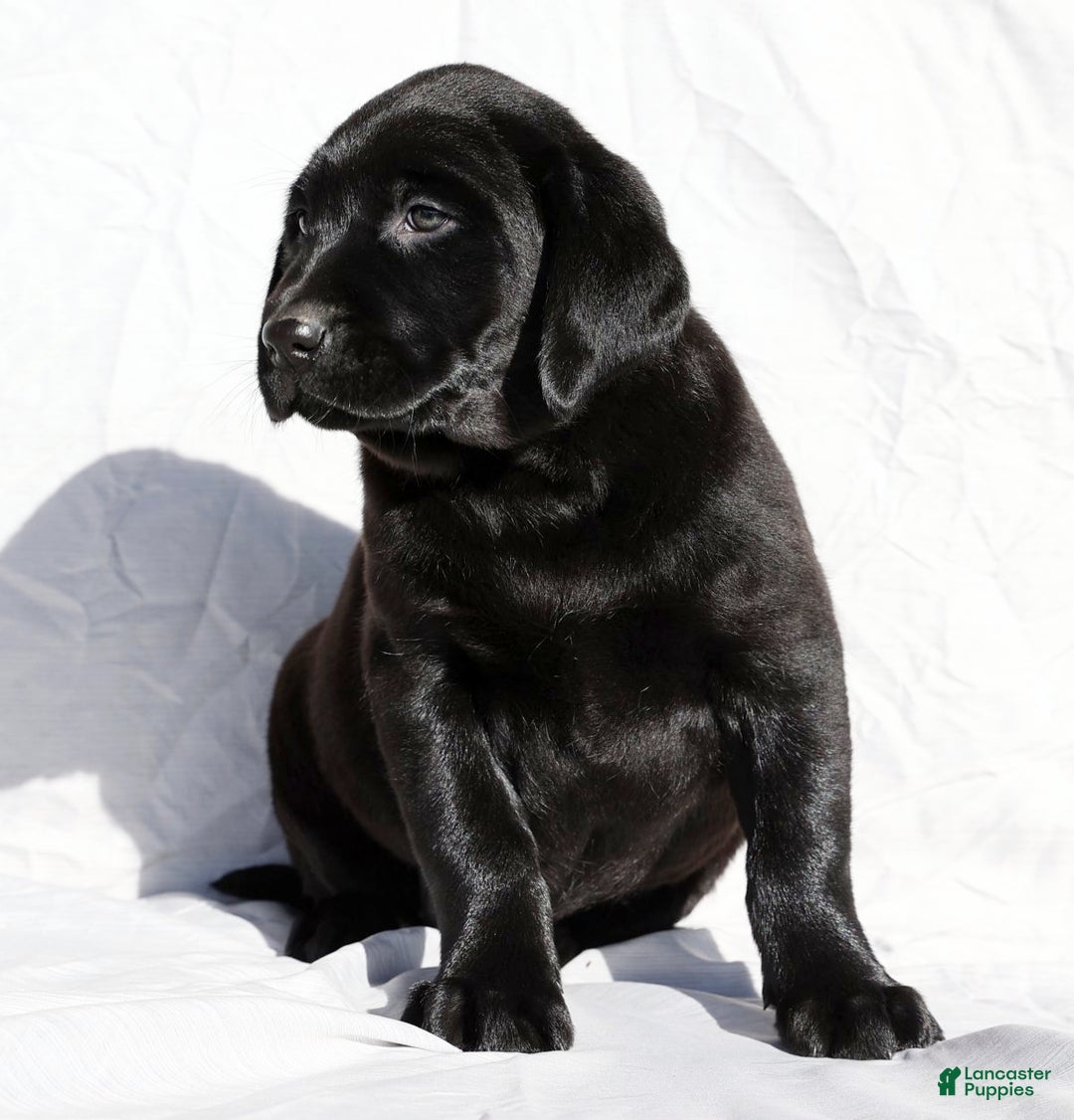 Labrador Retriever dogs for sale: Twinkle - Ad 5