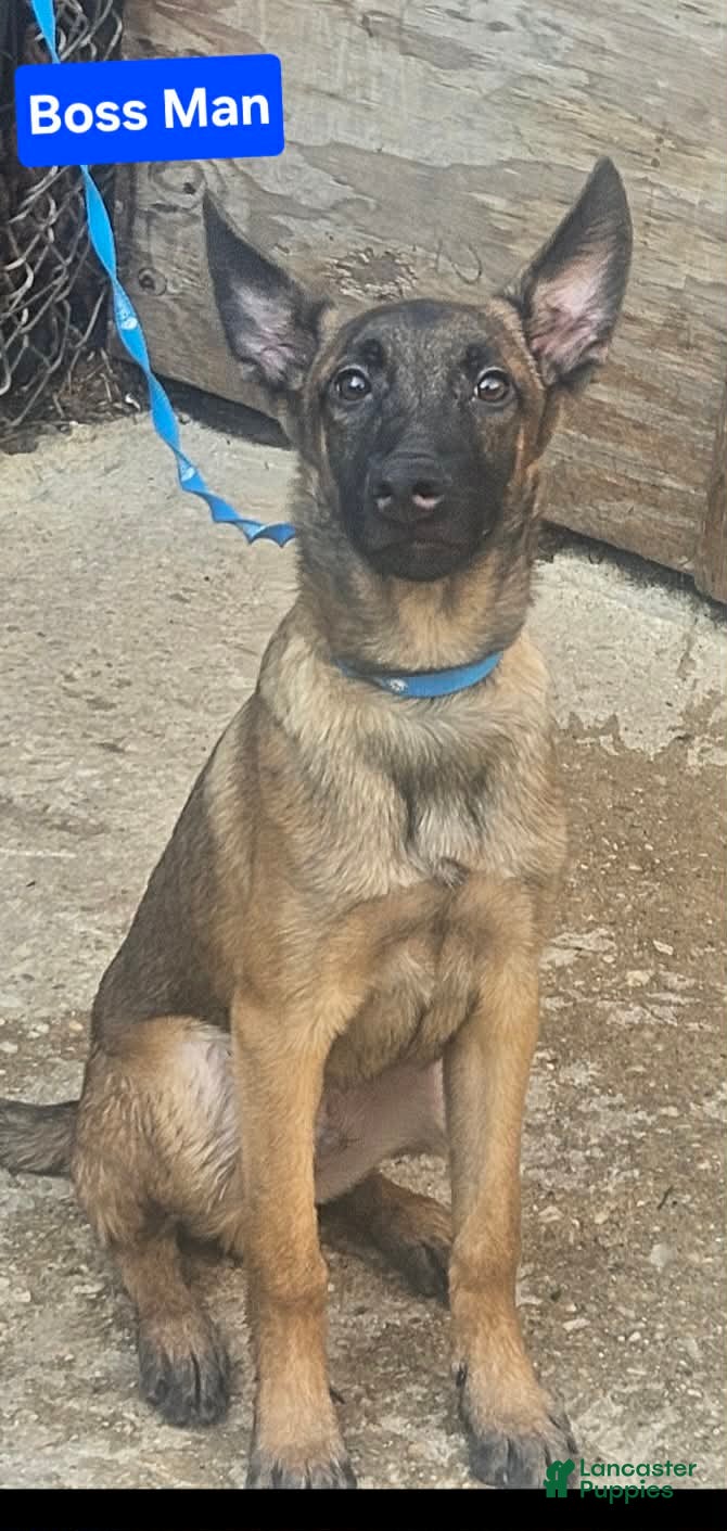 Belgian Malinois dogs Belgian Malinois Puppy 3 (Boss Man) - Ad 42