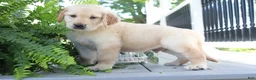 Golden Retriever dogs for sale: Spencer - Ad 4