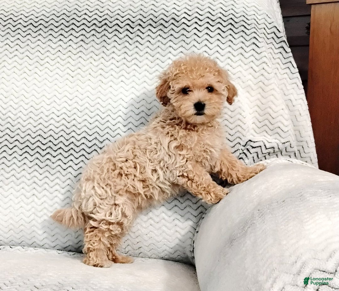 Maltipoo dogs for sale: Anita - Ad 2