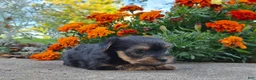 Yorkshire Terrier dogs for sale: Molly - Ad 24