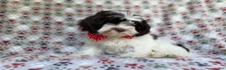 Shihpoo dogs for sale: Asher - Ad 6