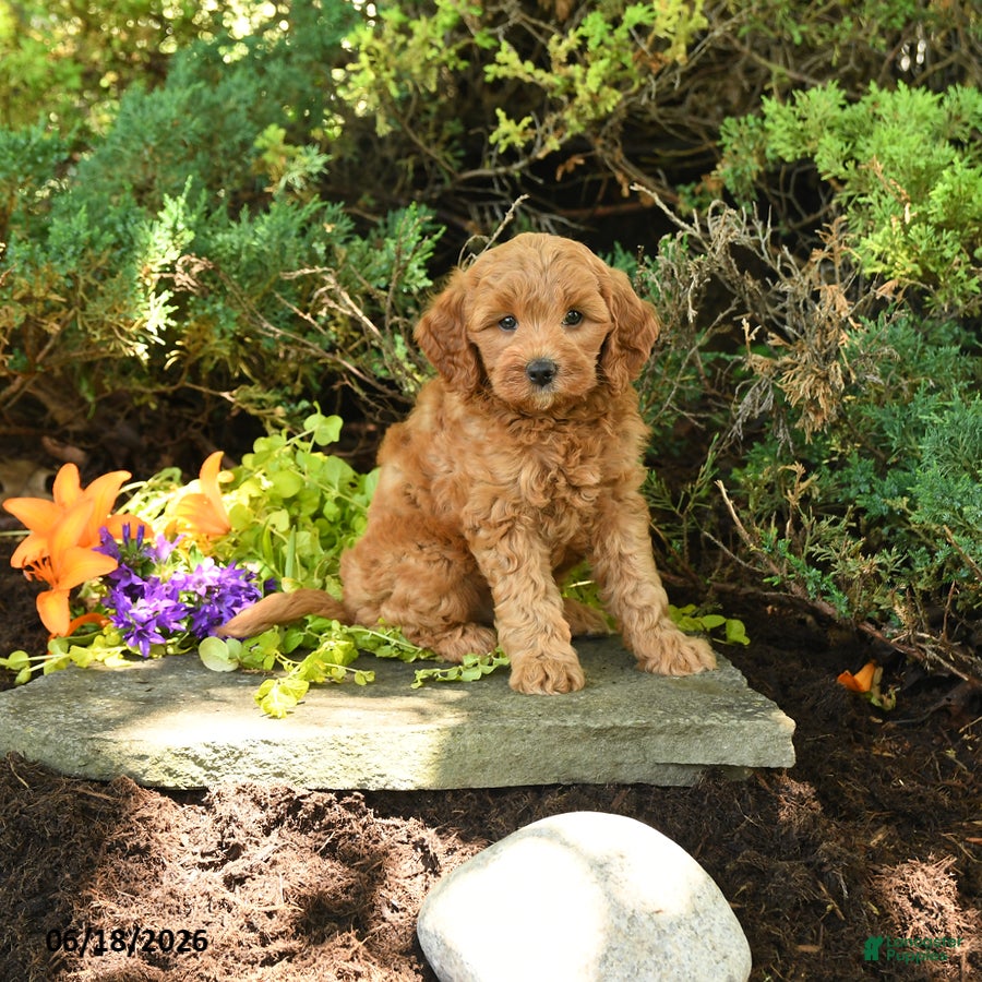 Mini Goldendoodle dogs Oakley - Ad 2