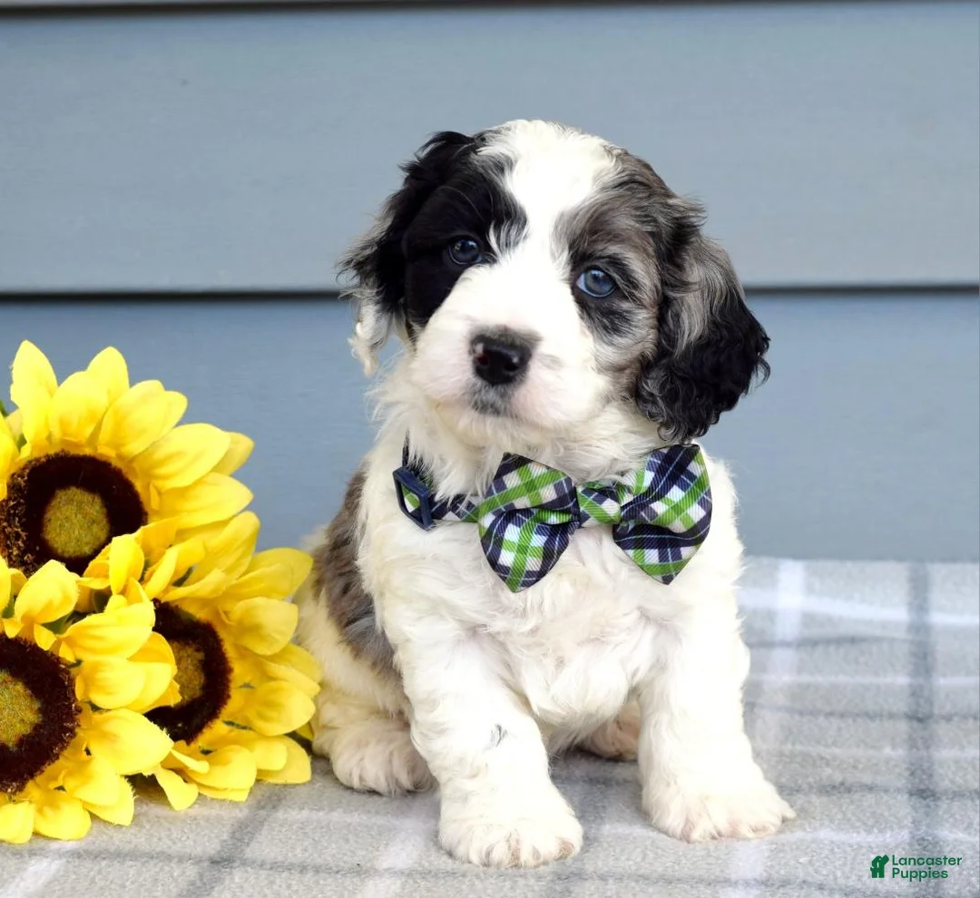 Cockapoo dogs for sale: Ollie - Ad 2