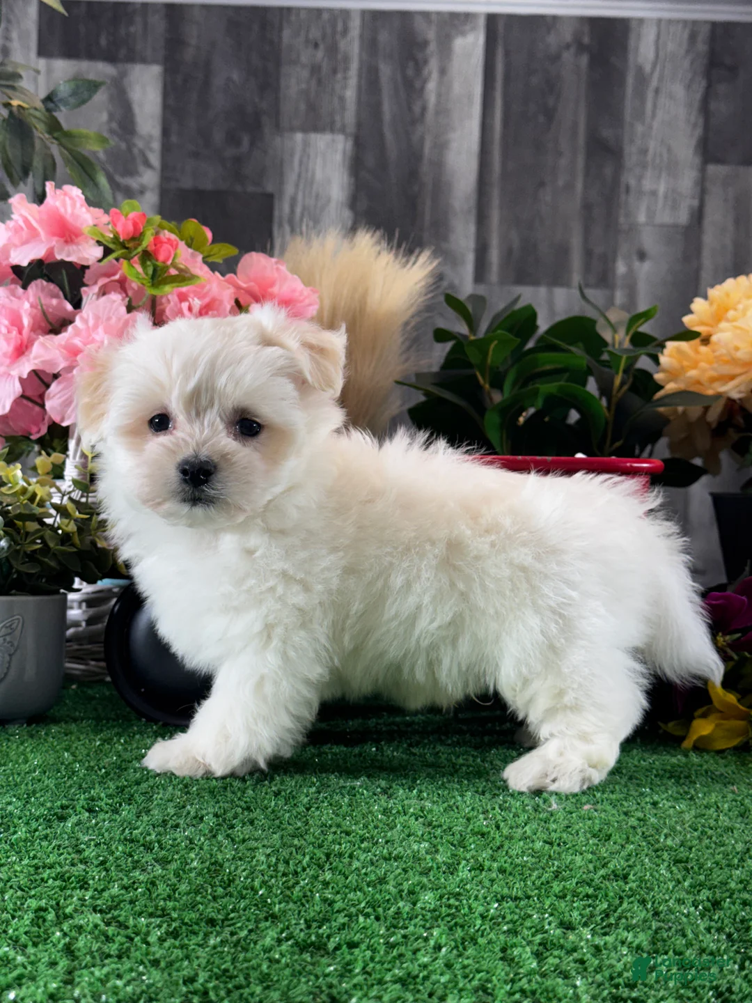 Mixed Breed dogs for sale: Lenny - Ad 2