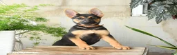 German Shepherd dogs for sale: Noelle - Ad 10