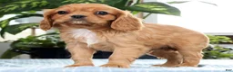 Cavalier King Charles Spaniel dogs for sale: Koda - Ad 6