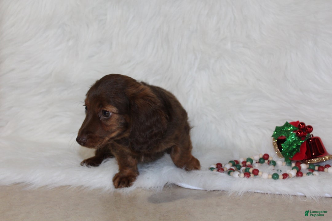 Miniature Dachshund dogs for sale: Holly - Ad 8