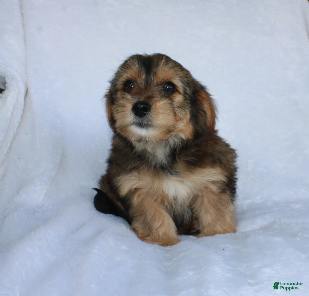 Yorkiepoo dogs for sale: Eddie - Ad 2
