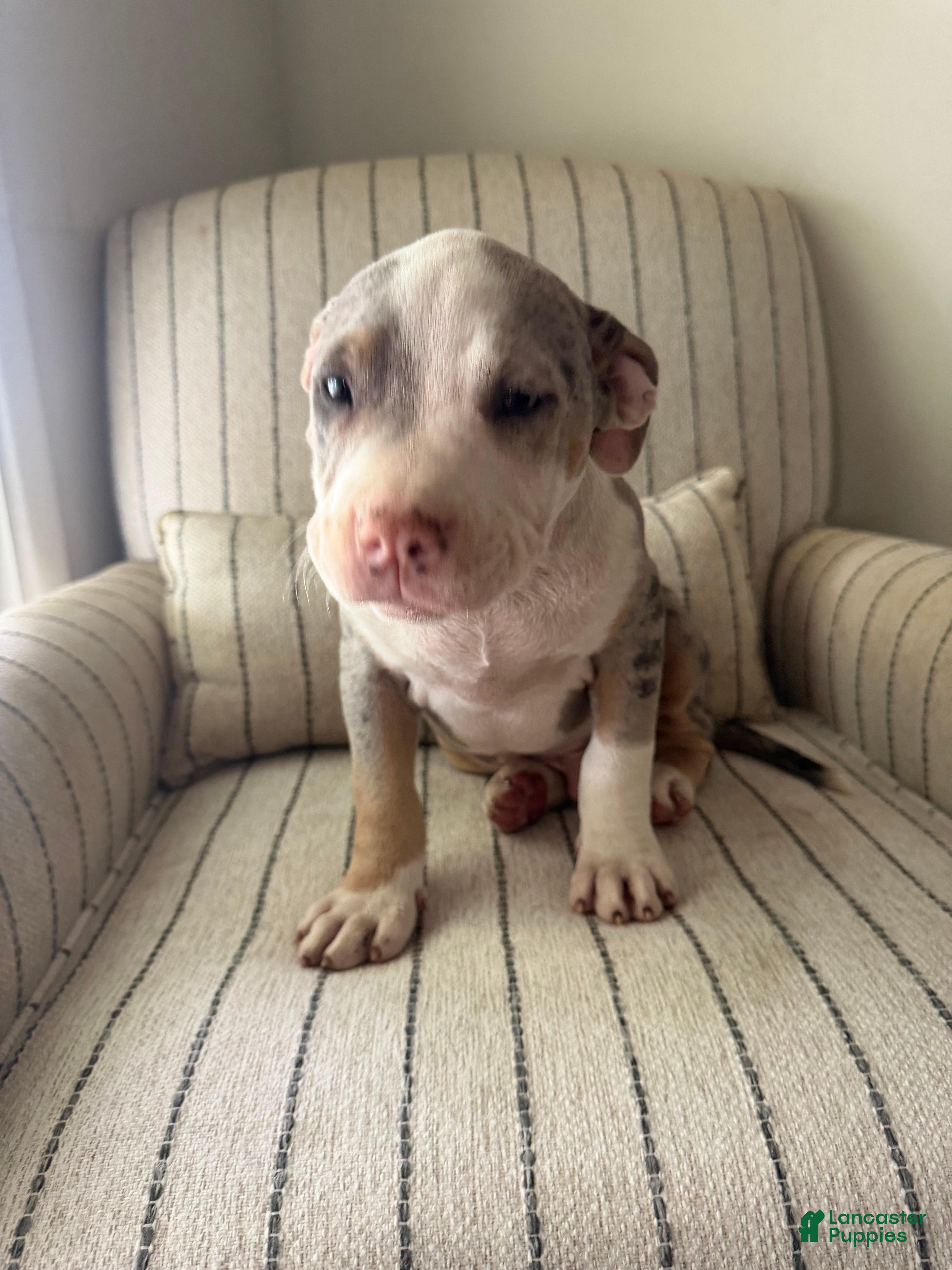 American Bully dogs Subzero - Ad 1