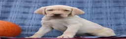 Labrador Retriever dogs for sale: Jace  - Ad 1
