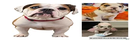 Beabull dogs for sale: Georgie - Ad 8