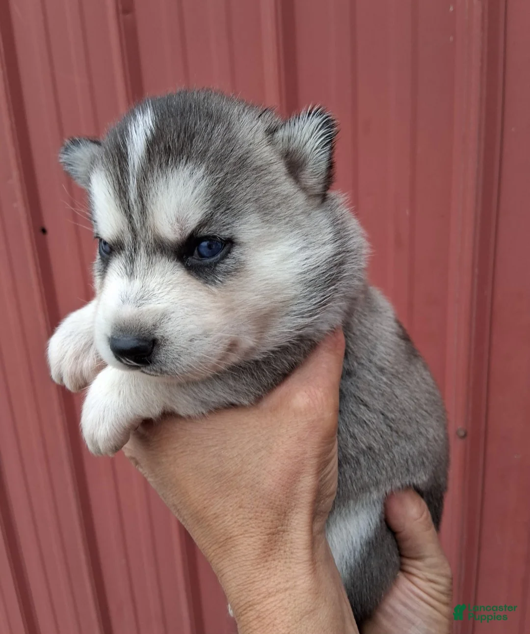 Siberian Husky dogs for sale: Demi - Ad 1