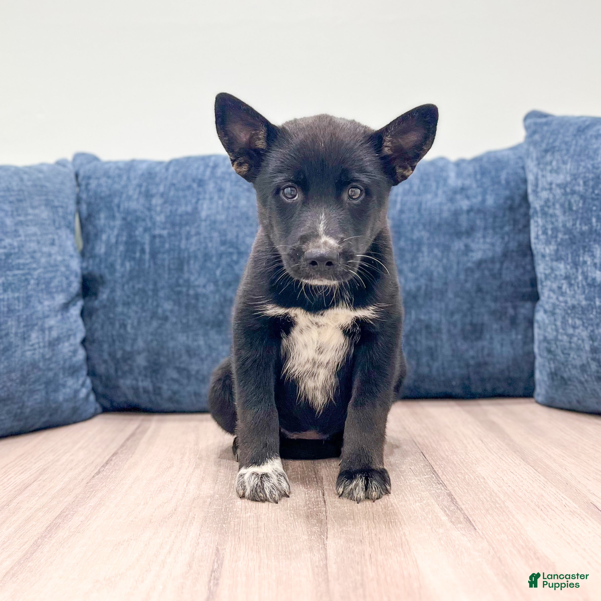Mixed Breed dogs Raven - Ad 1